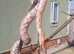 Beautiful corn snakes