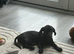 Milo is looking for a new home!