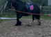 For sale dior 14.3hh cob mare