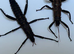 Pair of Giant thorny devil stick insects (Eurycantha Horrida "Popondetta")