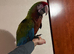 Baby Calico Macaw Glasgow