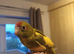 Kakariki - Hand Tame - Baby Kakarikis