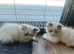 2 ragdoll cross kittens ready to leave now