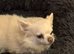 Long haired Chihuahua - PLEASE READ DESCRIPTION THOROUGHLY!