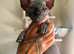 Bambino Sphynx Kittens Ready