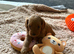 F1b Cavapoo Puppies 1 Boy, 2 Girls