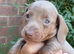 Miniature dachshunds health clear