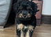 Make Yorkiepoo puppym