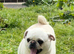 Kc registered white pug stud