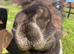Shetland Gelding