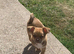 Chihuahua little boy