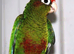 Rose-Crowned Conures & Pearly Conure for Sale