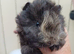 Skinny pigs and carriers