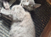 3 boy kittens looking for forever home