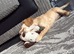 9 week old cocker spaniel£500 female