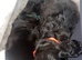 Cockapoo puppy’s