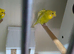 Helicopter budgies