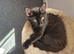 Kittens for rehoming