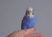 Pair of hand tame female budgies with set up
