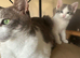 Stunning Grey & Grey-White Kittens Raised in a Loving Family Home