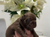 Puppy’s for sale