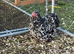 Black mottled pekin bantam hatching eggs