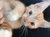 Ginger and white tabby