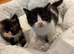 Half British short hair kittens