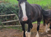 QUALITY 6yr old  registered Shire mare