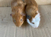 Baby Male Guinea Pigs