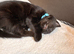 Kitten for urgent rehome