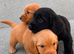 Cockapoo puppies