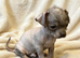 Chihuahua Cross Chinese Crested Pups