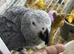 Baby African grey