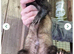 Ferrets last 3 boys