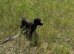 Rehoming