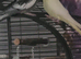 Cockatiel needs a new caring home