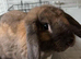 Male Lop bunny & all accessories 50 ONO