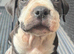 Old tyme x American bulldog pup dog