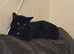 x1 Adult Male Indoor Only Cat for Rehoming