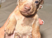 3 miniature Dachshund pups