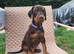 Doberman puppies ready today