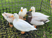Group of 5 call ducks. All 2026 hatched out. 3 females and 2 males.