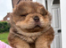 Chow chow boy