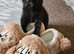 Beautiful kittens ready now