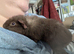 Pure bred Teddy guinea pig boars
