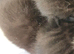 5 beautiful siamese cross burmese kittens