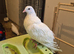 Gaditano pigeons adults 1to 3 years
