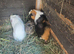 Adult guinea pigs