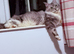 Maine coon female neutered